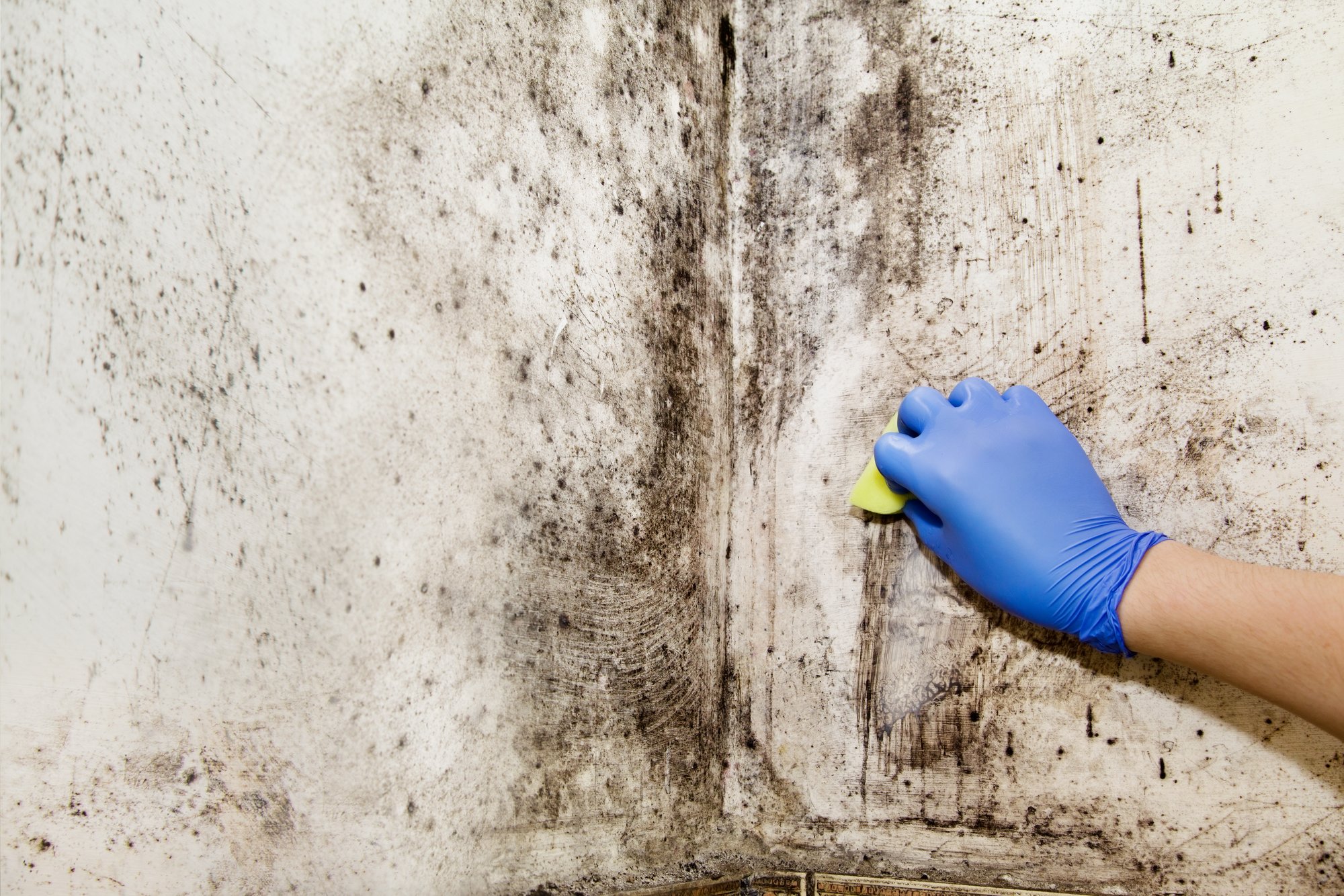 Mold removal