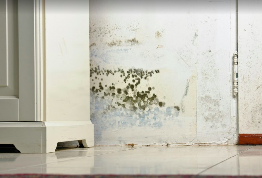 Mold removal