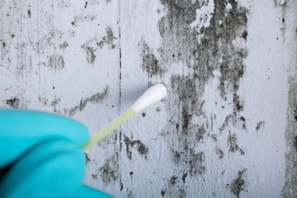 Mold removal