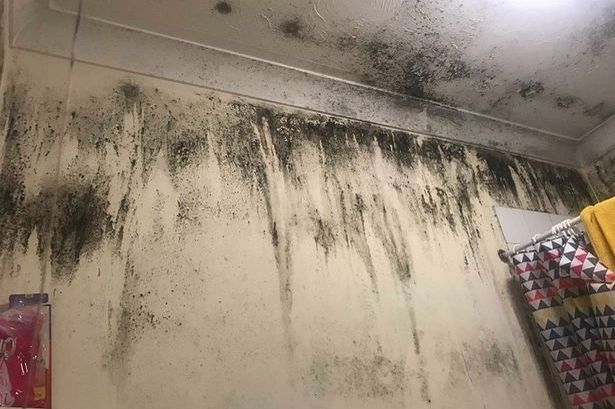 Mold removal