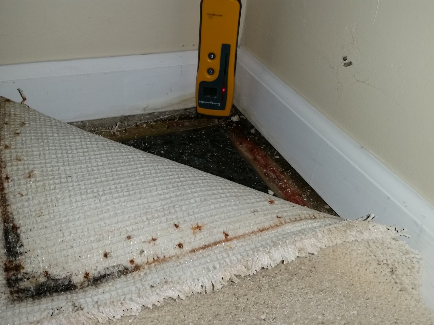 Mold removal