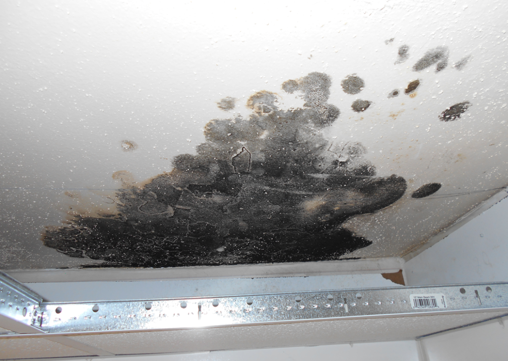 Mold removal