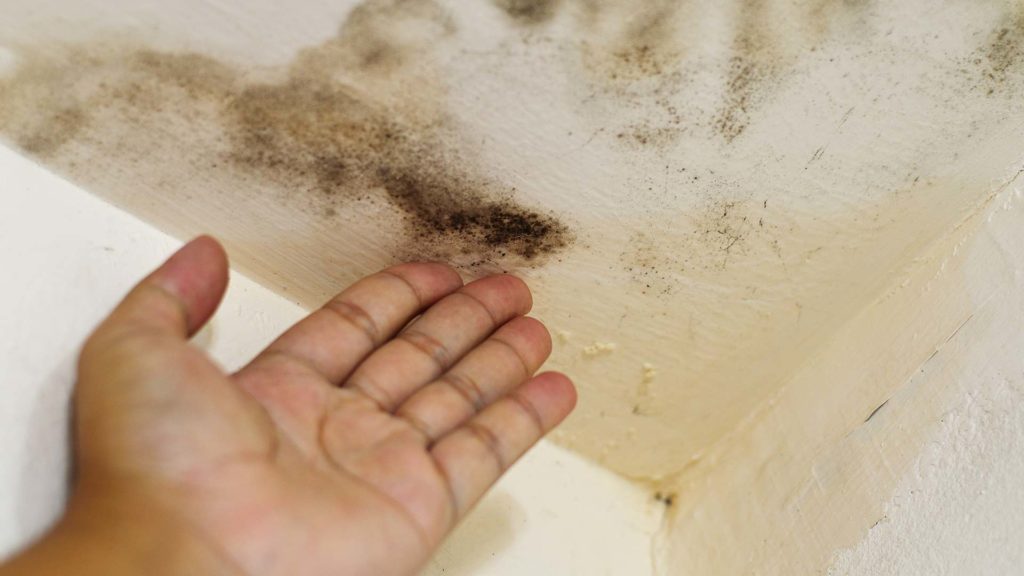 Mold removal