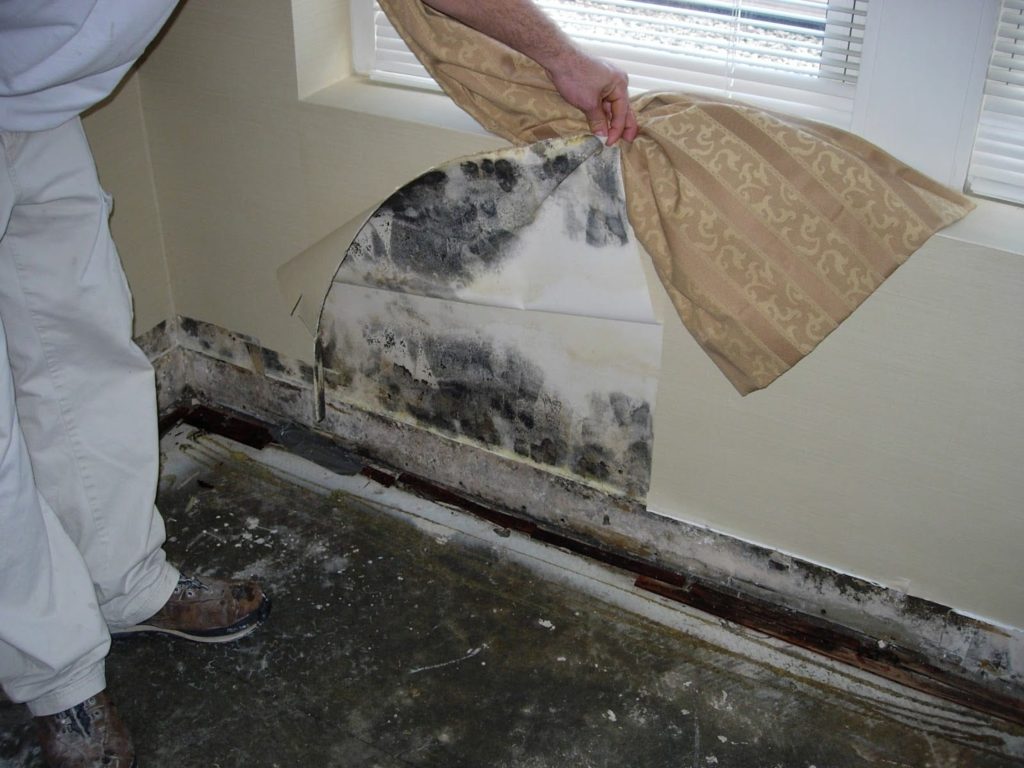 Mold damage