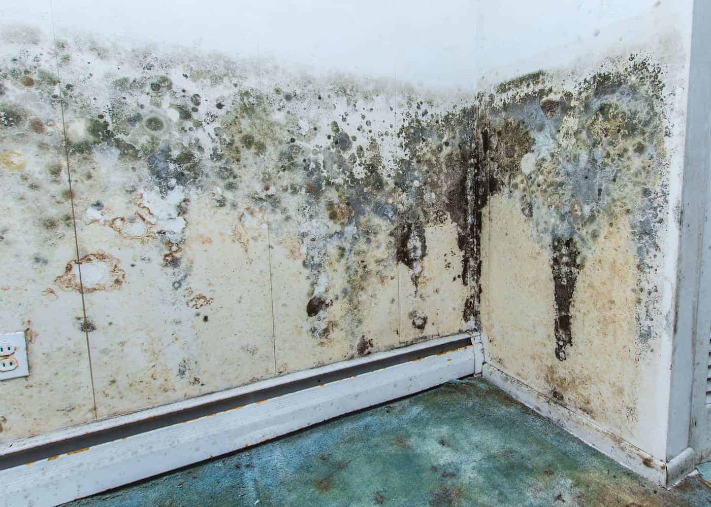 Mold removal